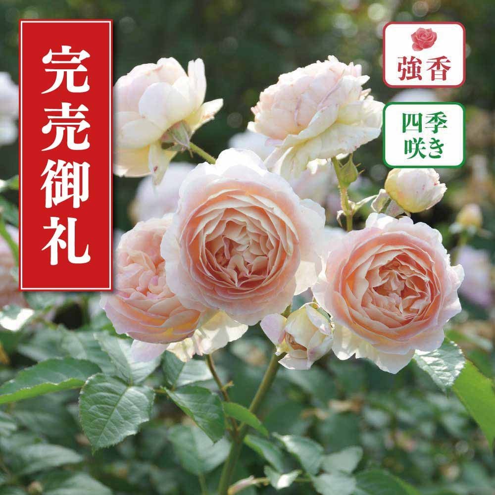 【店頭受取　予約商品】バラ苗 サシェ, アプリコットイエロー＋クリーム色, 6号鉢