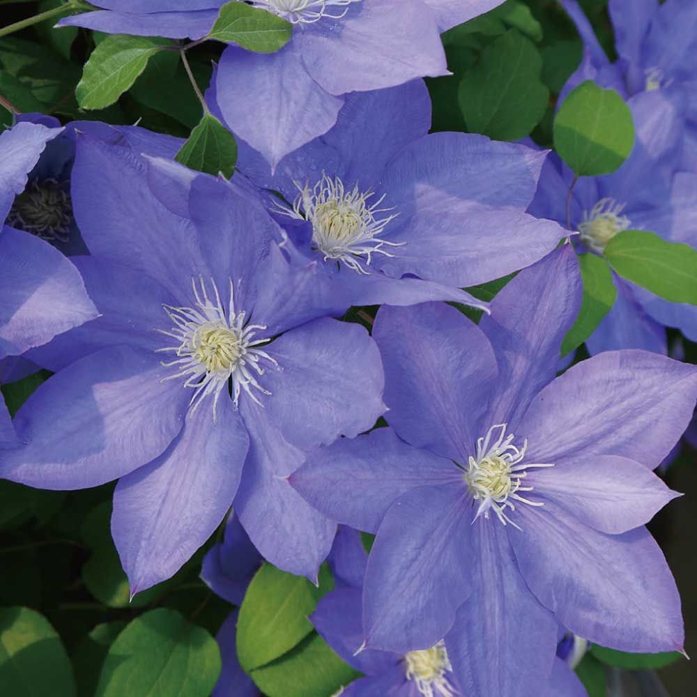 【店頭受取　予約商品】クレマチス苗 H・F・ヤング, 青紫, 4号鉢