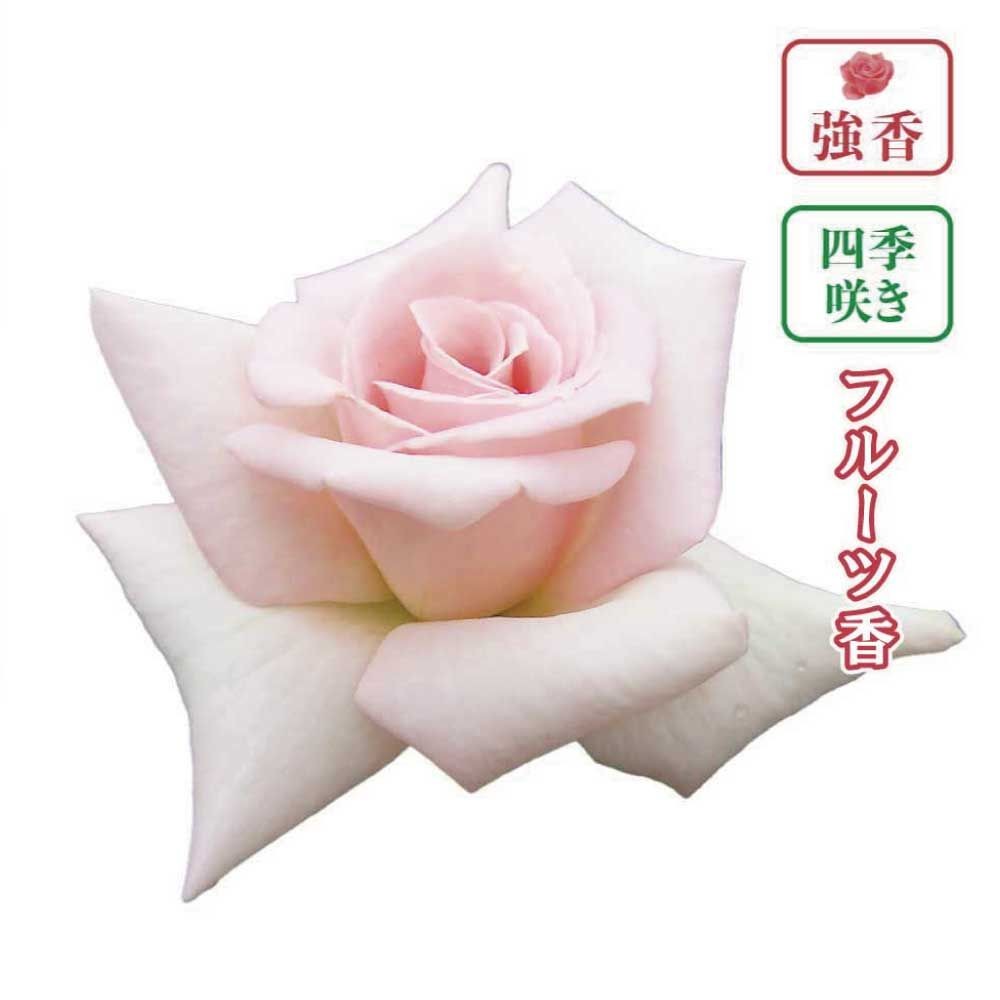 【店頭受取　予約商品】フレグラント ヒル, スィートピンク, 10cm