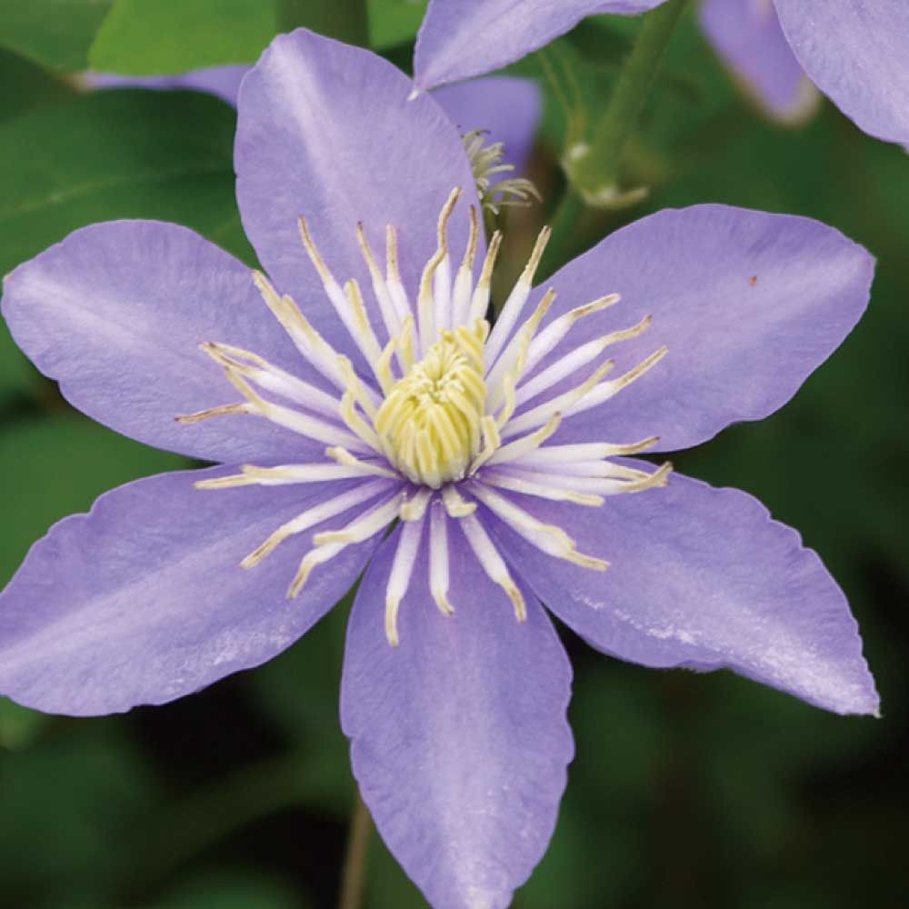 【店頭受取　予約商品】ユスタ, 青, 5〜12cm