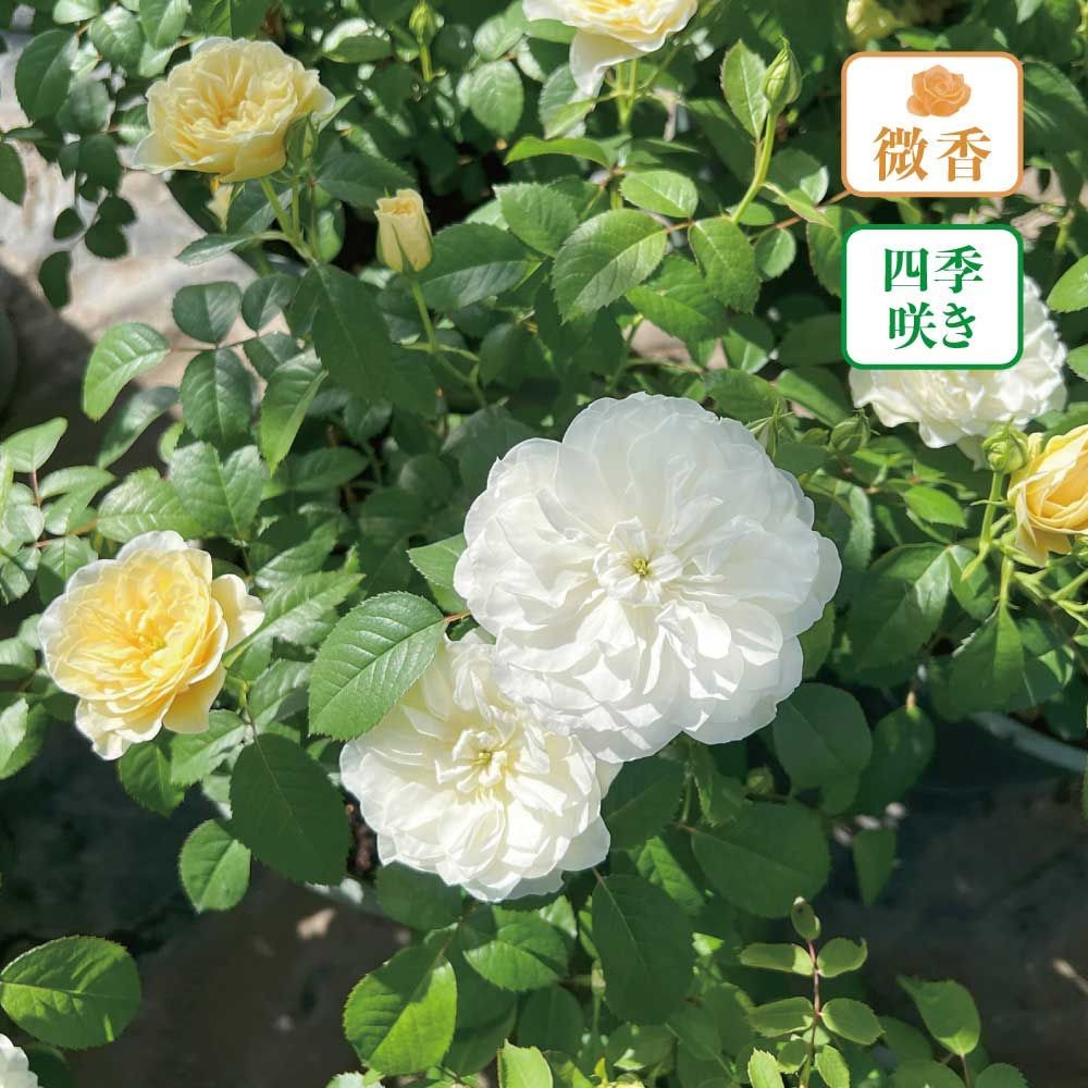 【店頭受取　予約商品】バラ苗 エトワールブラン, アイボリー, 6号鉢