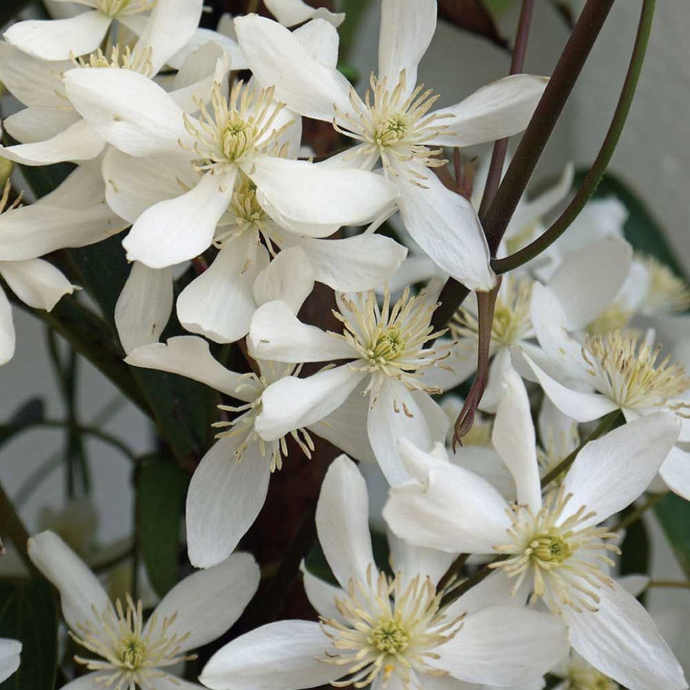 【店頭受取　予約商品】クレマチス苗 アーマンディ, 白, 4号鉢