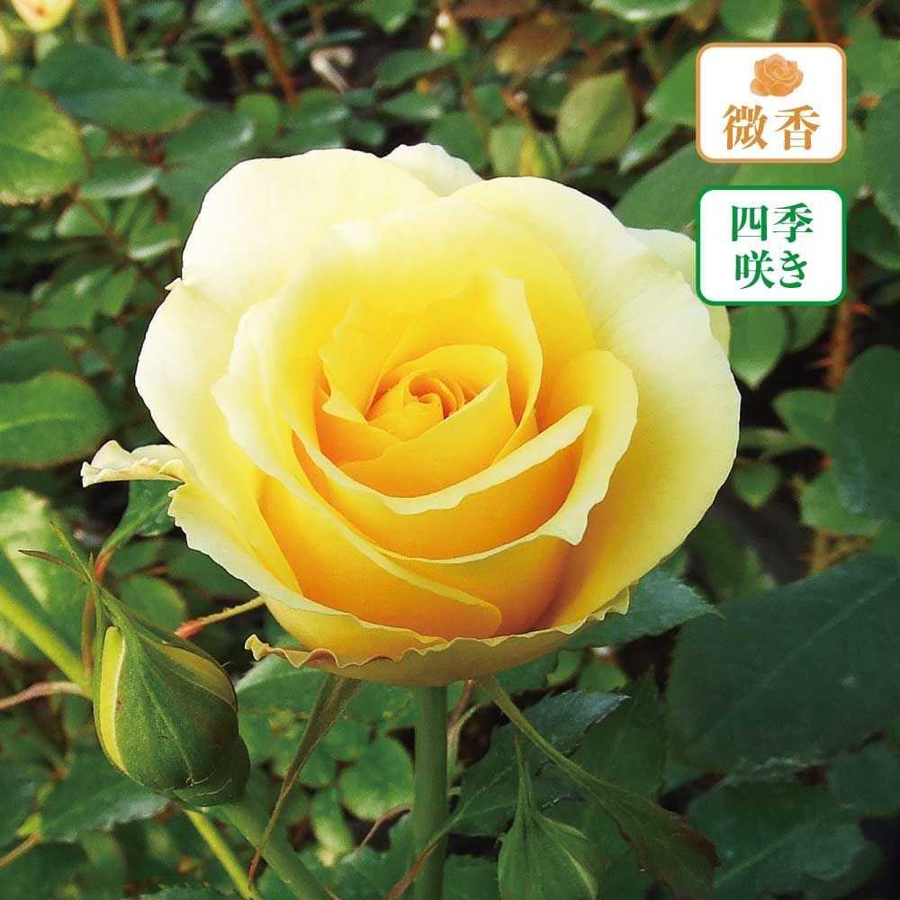【店頭受取　予約商品】バラ苗 ゴールドバニー, 黄, 6号鉢