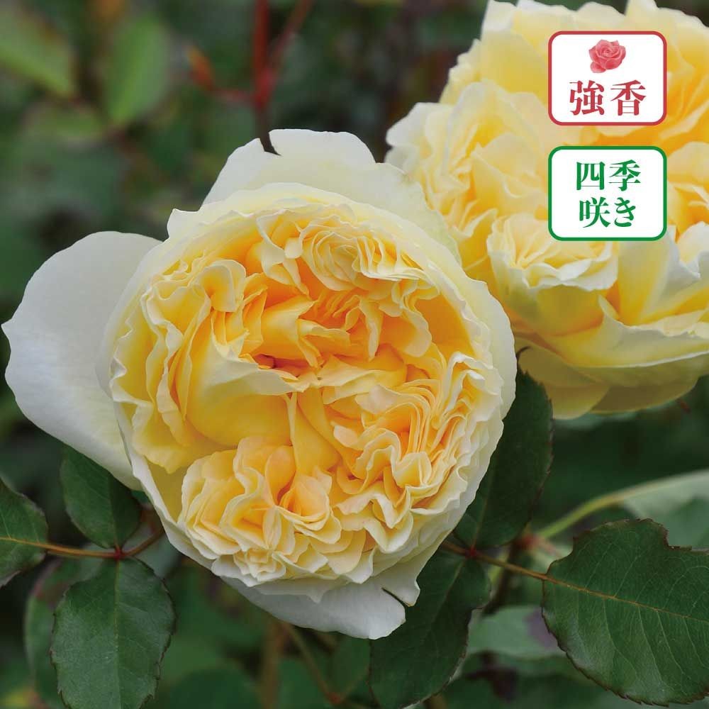 【店頭受取　予約商品】シシリエンヌ, 淡い黄色, 10cm