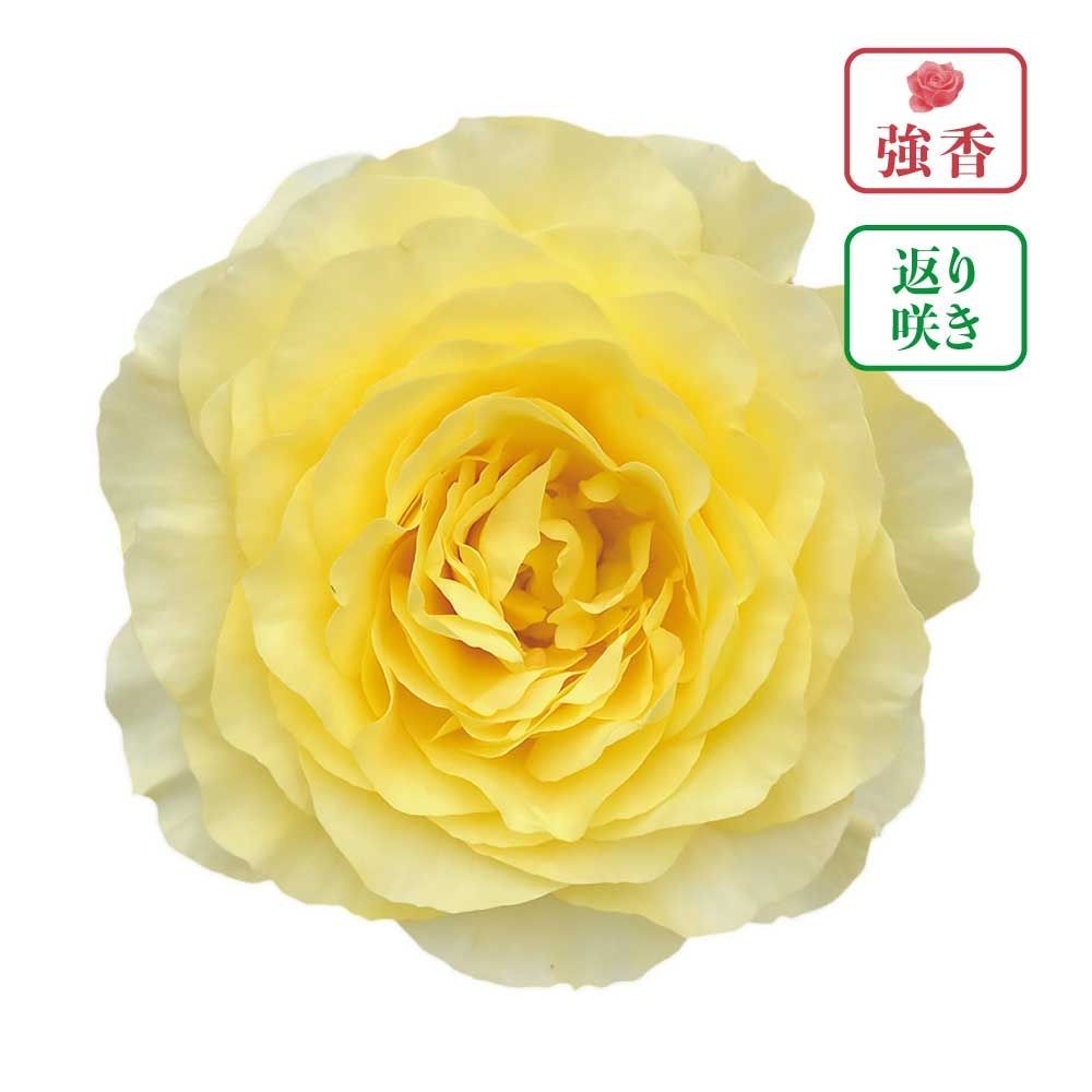 【店頭受取　予約商品】ライムライト　グランディローサ, レモンイエロー, 8〜10cm