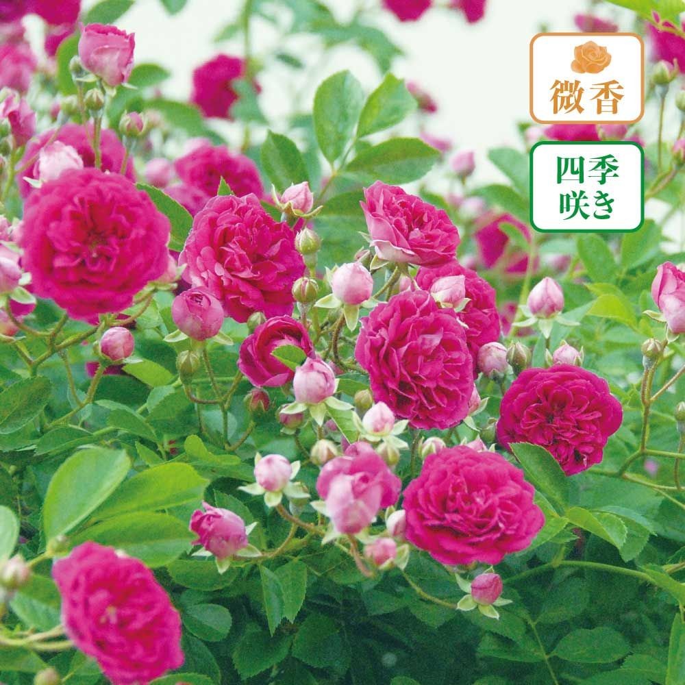 【店頭受取　予約商品】プティ ルージュ, ローズレッド, 3cm