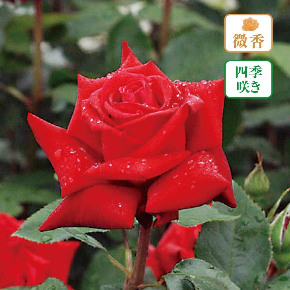 【店頭受取　予約商品】イングリッド バークマン, 明るい赤, 12〜15cm