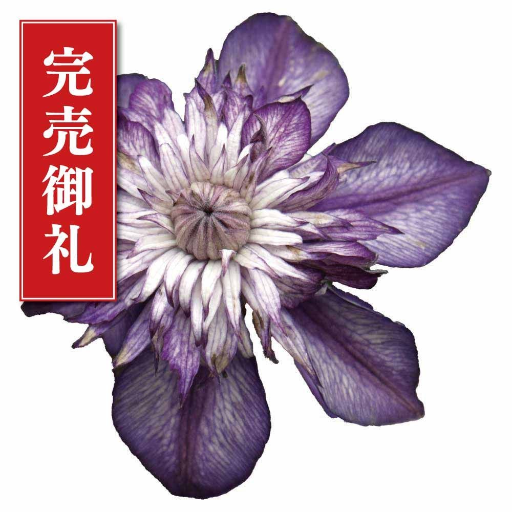 【店頭受取　予約商品】クレマチス苗 カシス
