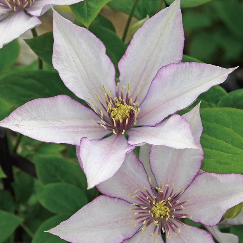 【店頭受取　予約商品】サマリタンジョー, 白, 10〜12cm