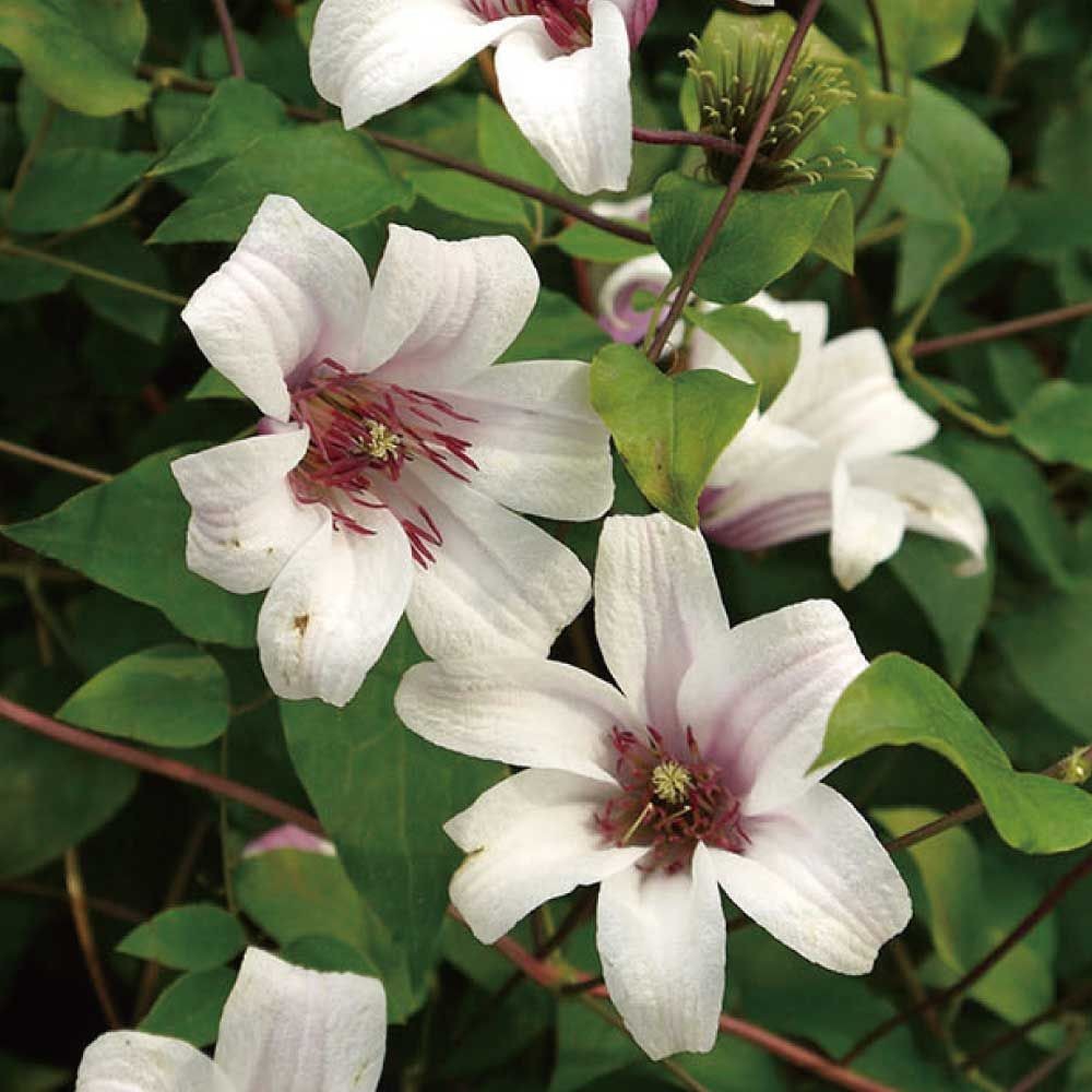 【店頭受取　予約商品】プリンセス・ケイト, 白, 4〜6cm