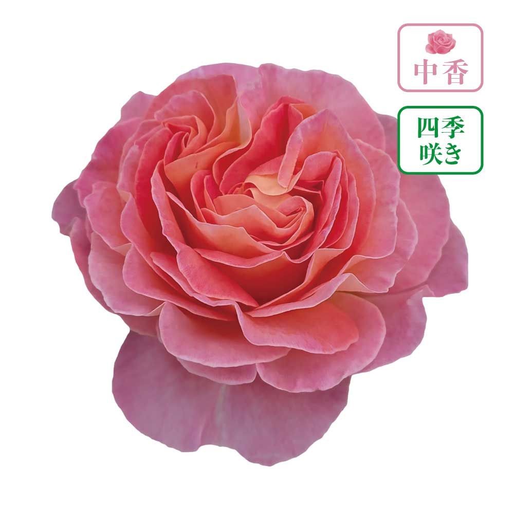 【店頭受取　予約商品】バラ苗 ドルンブルガー　シュロスローズ, ローズピンク中心アプリコット, 6号鉢