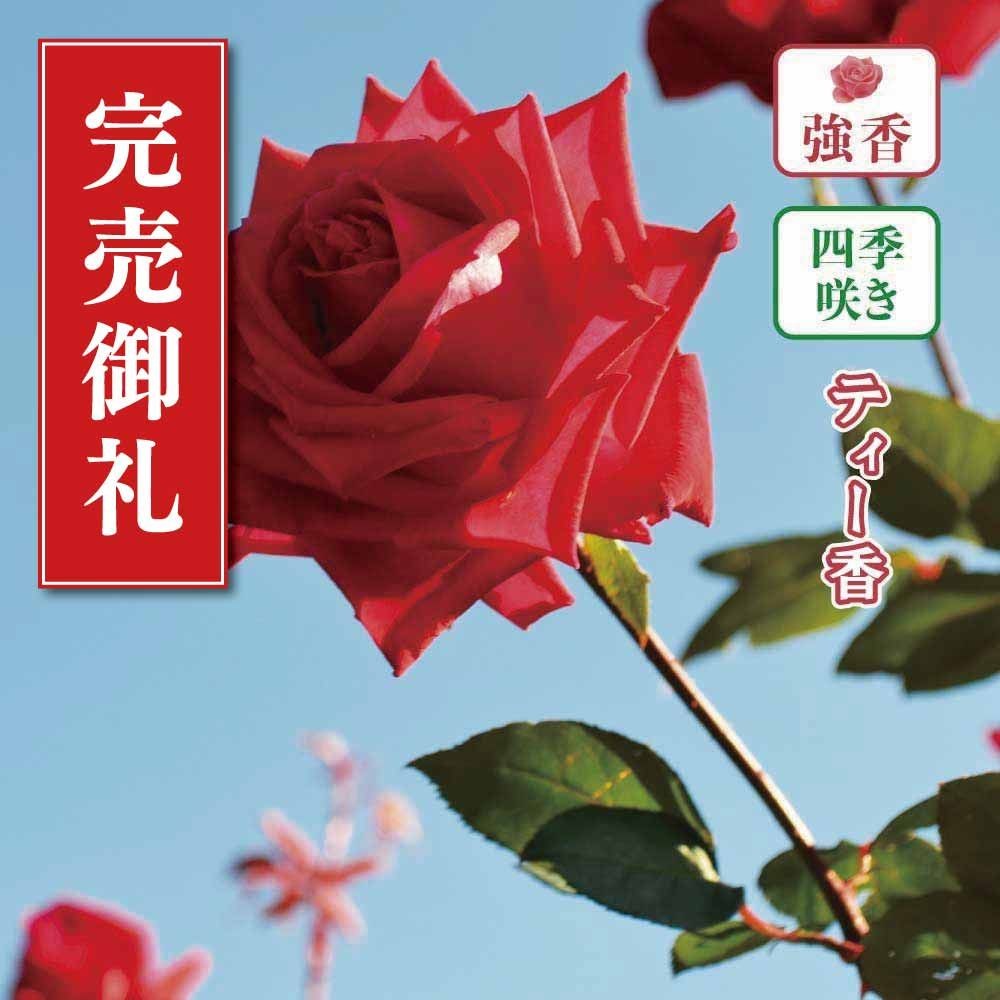 【店頭受取　予約商品】バラ苗 クリスチャン ディオール