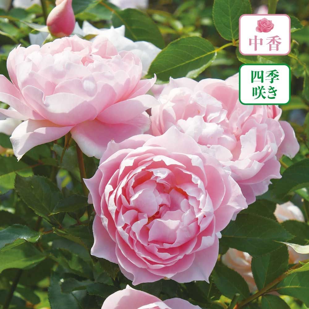 【店頭受取　予約商品】ローブデコルテ, サーモンピンク, 6〜8cm