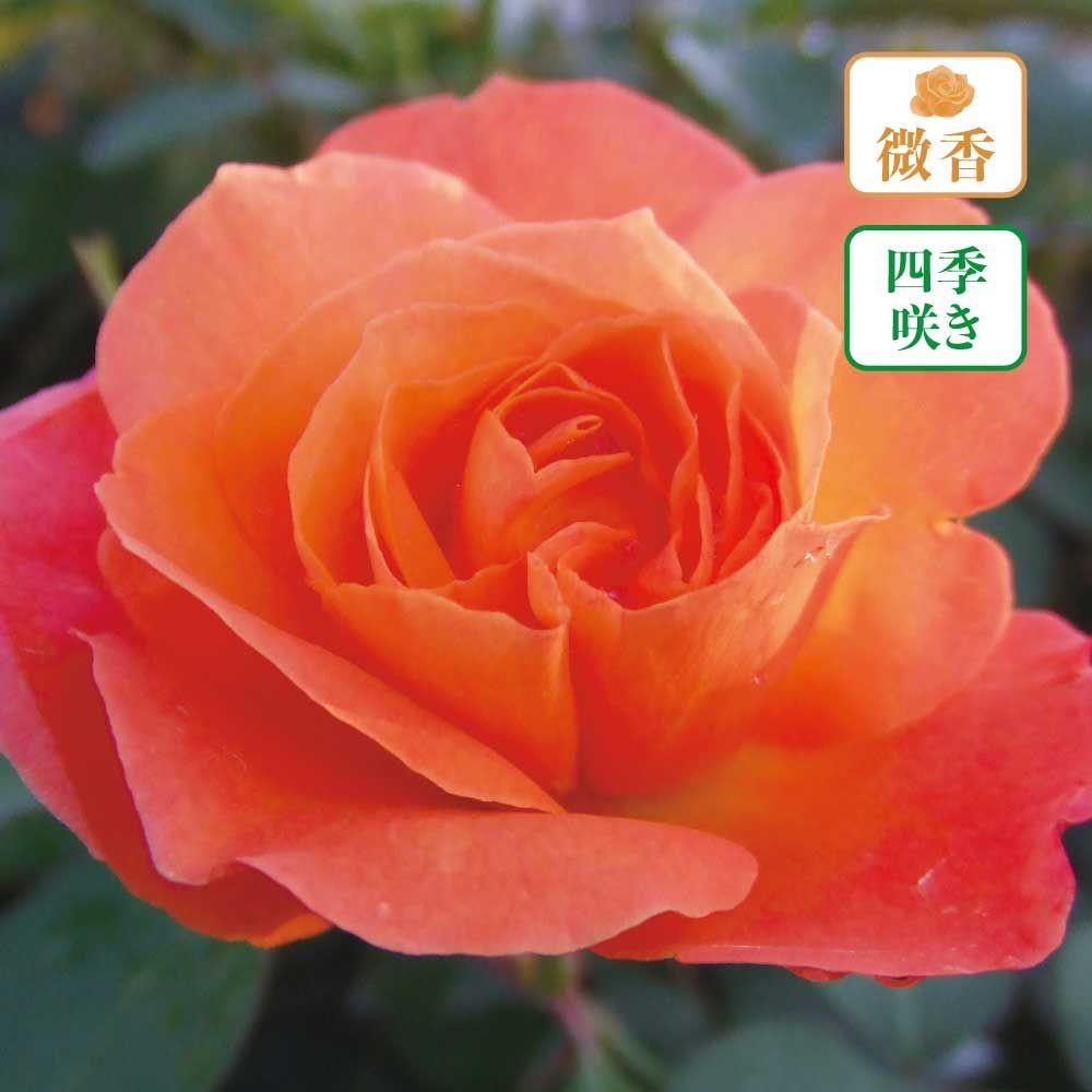 【店頭受取　予約商品】スブニール ドゥ アンネ フランク, オレンジ〜ピンク, 5〜8cm