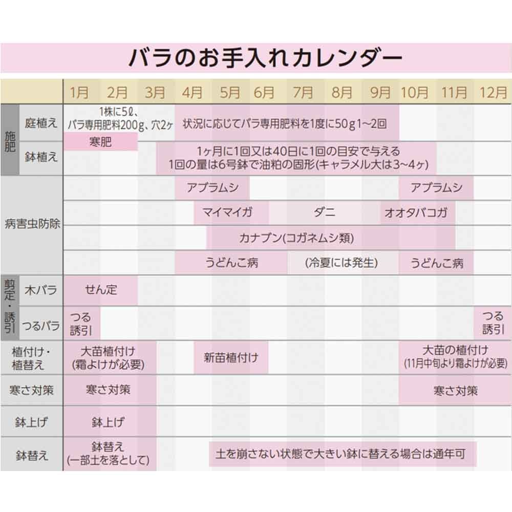 【店頭受取　予約商品】バラ苗 シシリエンヌ, 淡い黄色, 6号鉢