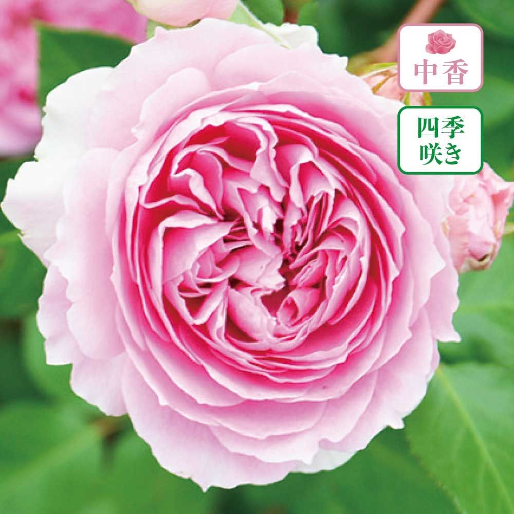 【店頭受取　予約商品】バラ苗 楼蘭