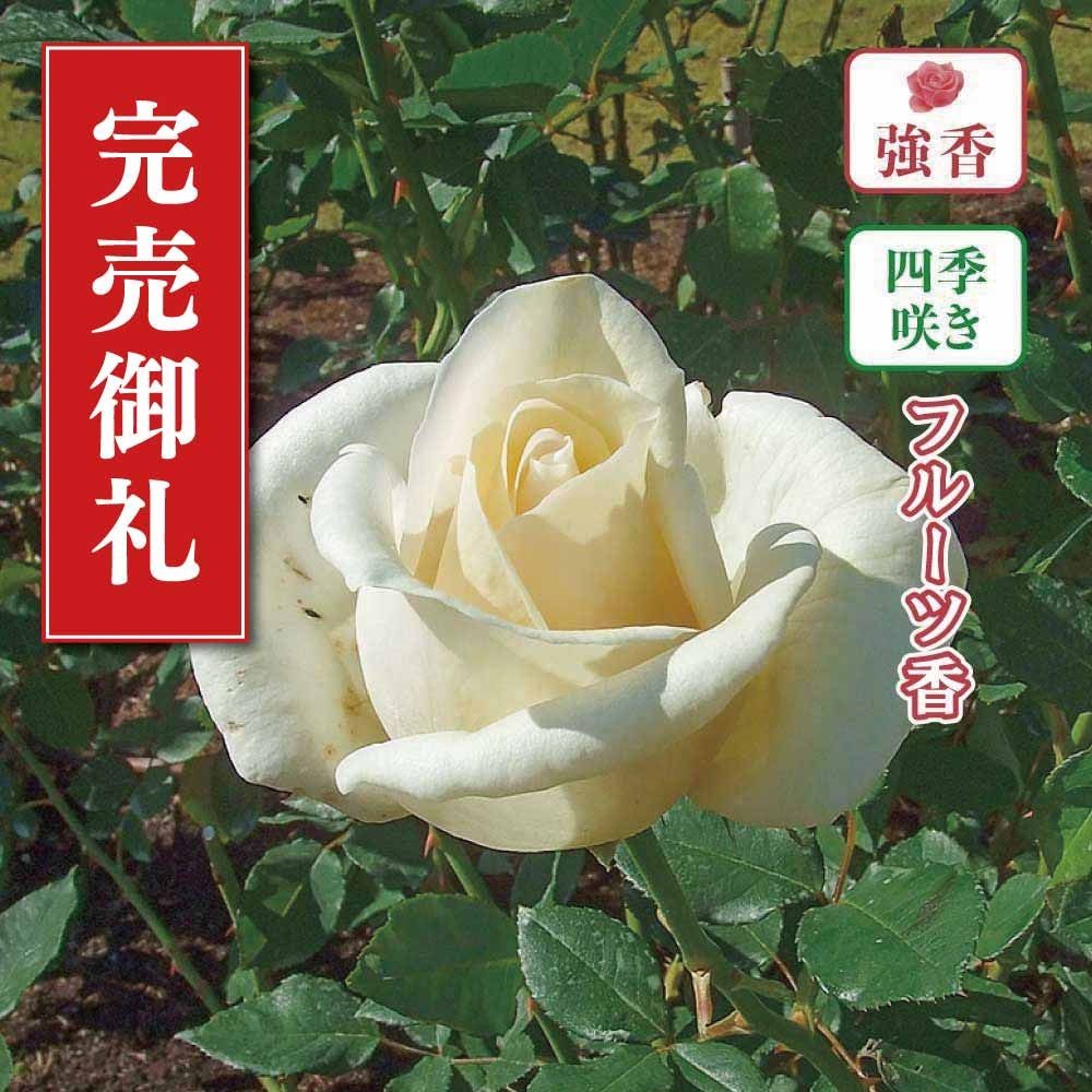 【店頭受取　予約商品】バラ苗 ホワイト クリスマス