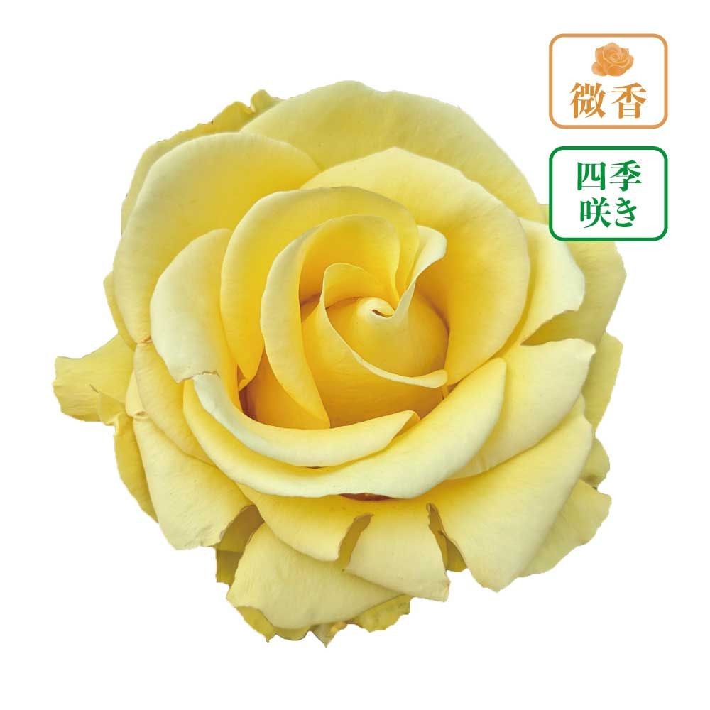 【店頭受取　予約商品】レヨンドゥソレイユ, 黄, 5〜7cm