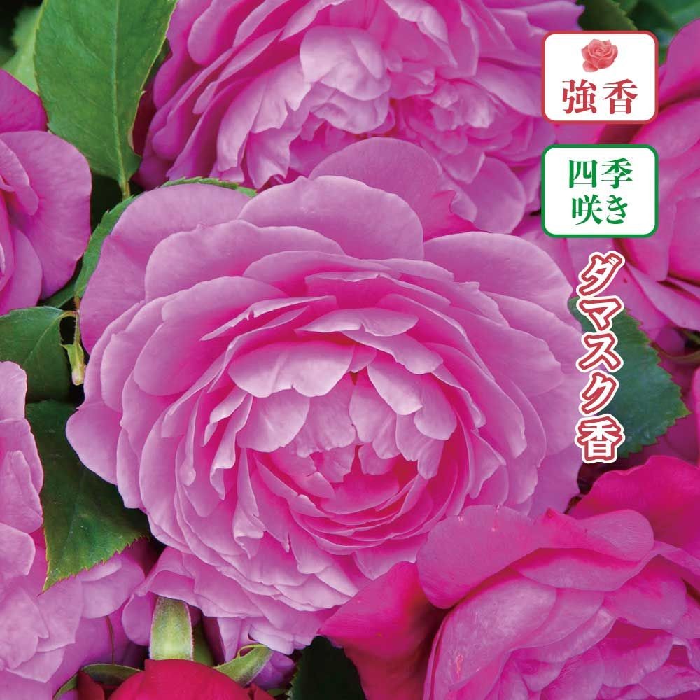 【店頭受取　予約商品】フィネス, ピンク, 8〜10cm