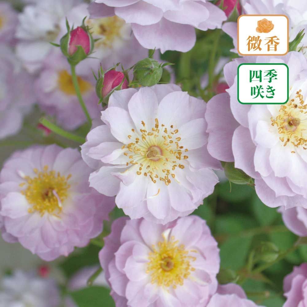 【店頭受取　予約商品】トィンクル　ブローチ, 薄ピンク 〜ピンク, 4cm