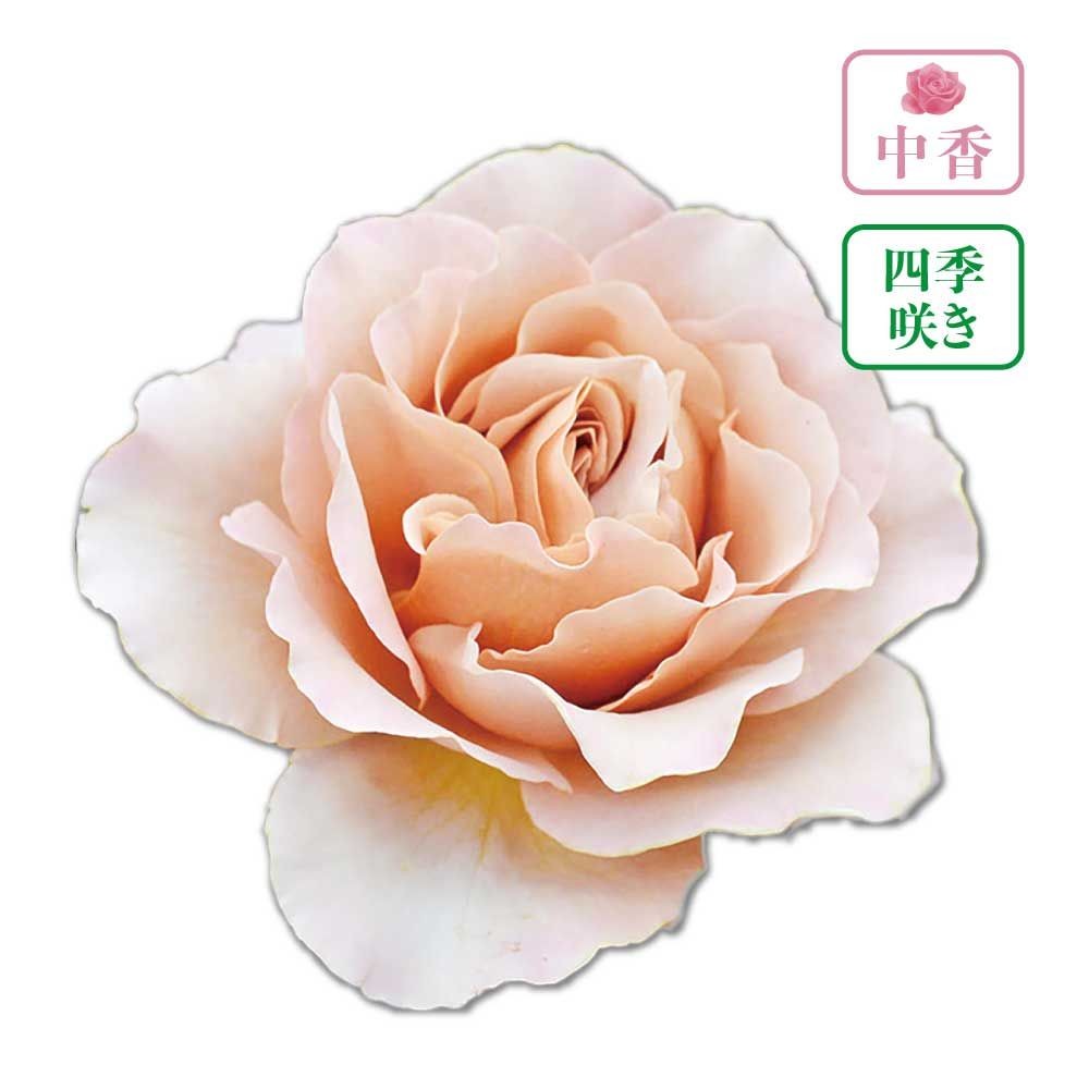 【店頭受取　予約商品】バラ苗 カフェラテ, 明るい土色, 6号鉢