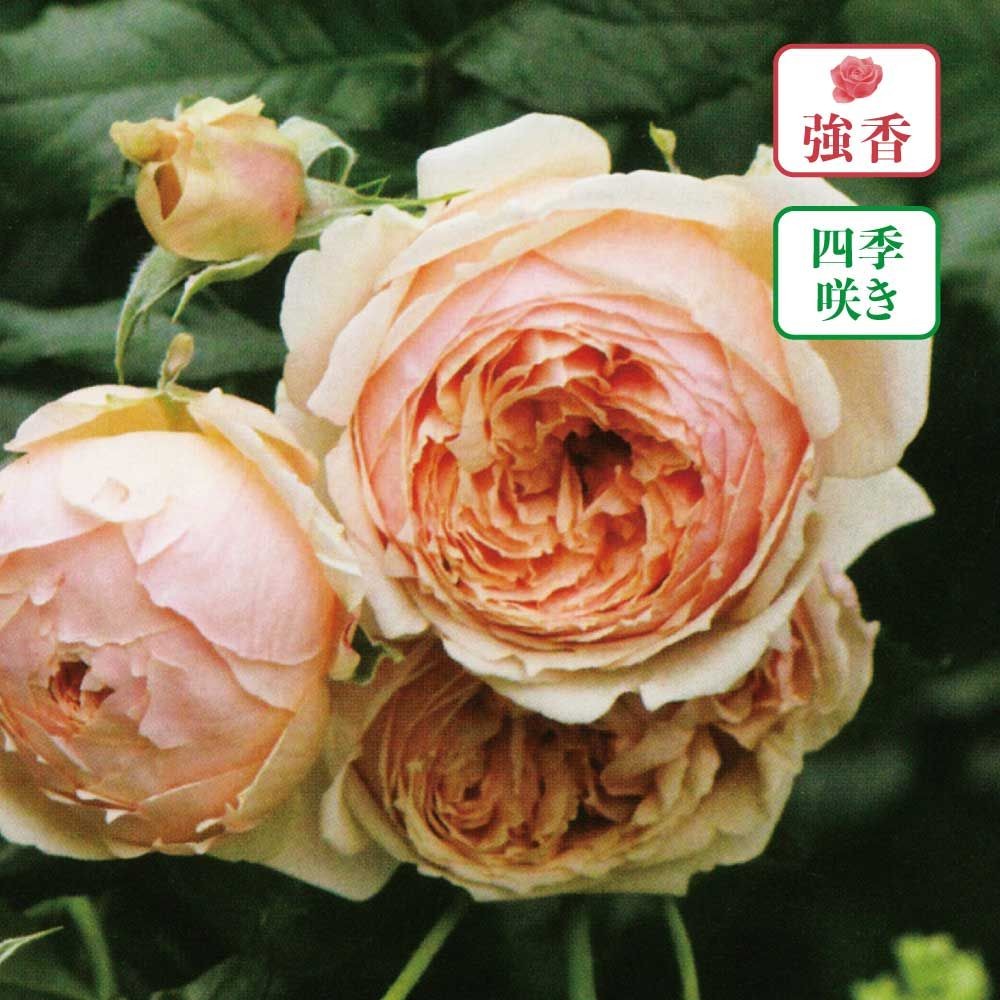 【店頭受取　予約商品】バラ苗 真宙