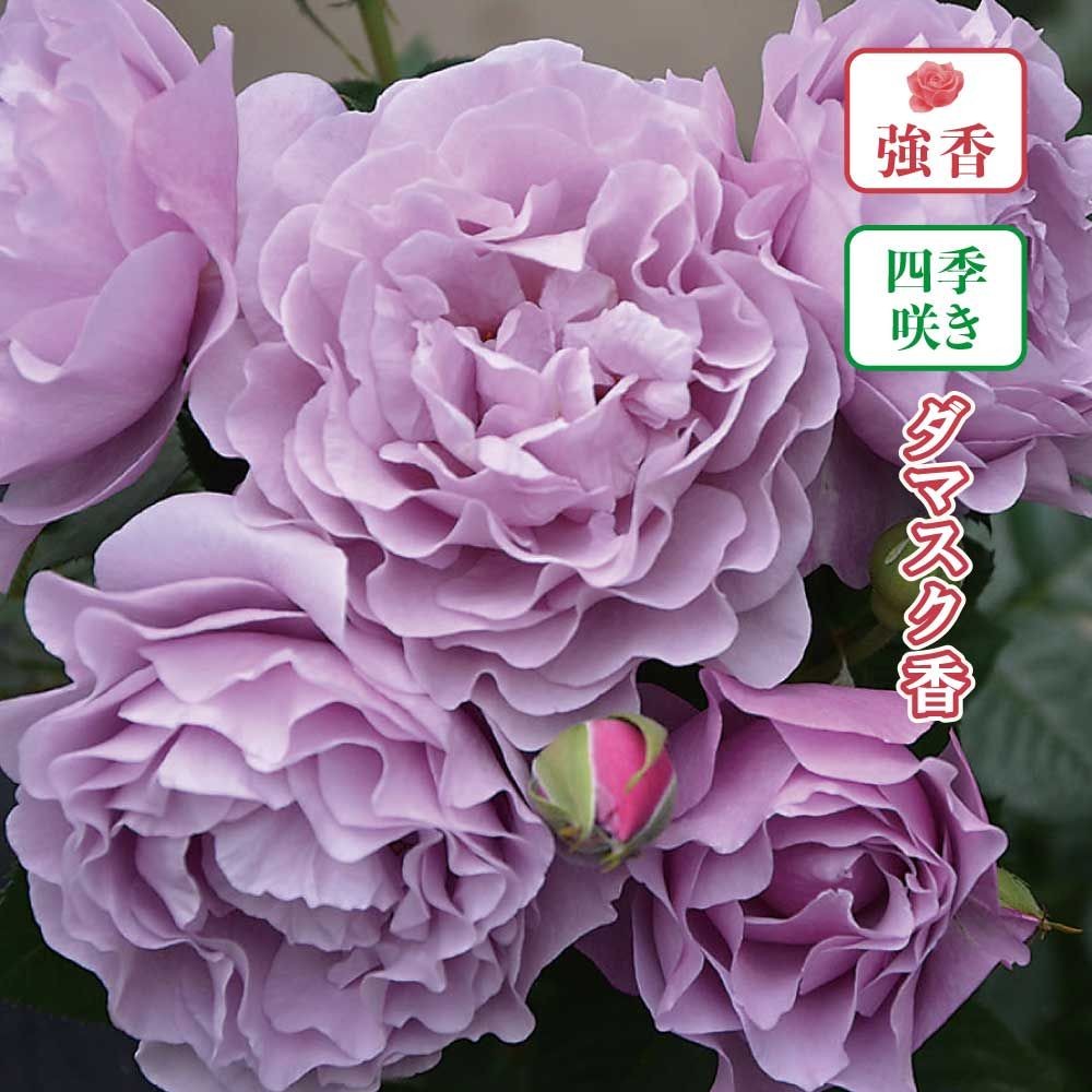 【店頭受取　予約商品】エターナル, 淡いパープル, 10〜15cm