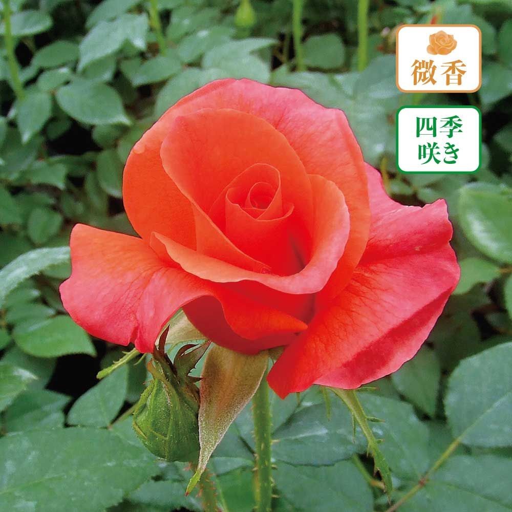 【店頭受取　予約商品】バラ苗 プリンセスミチコ, 濃いオレンジ, 6号鉢