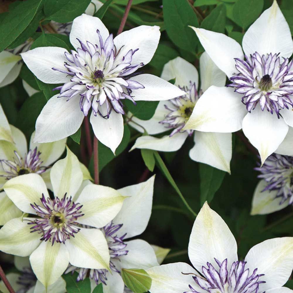 【店頭受取　予約商品】テッセン, 白, 8〜12cm