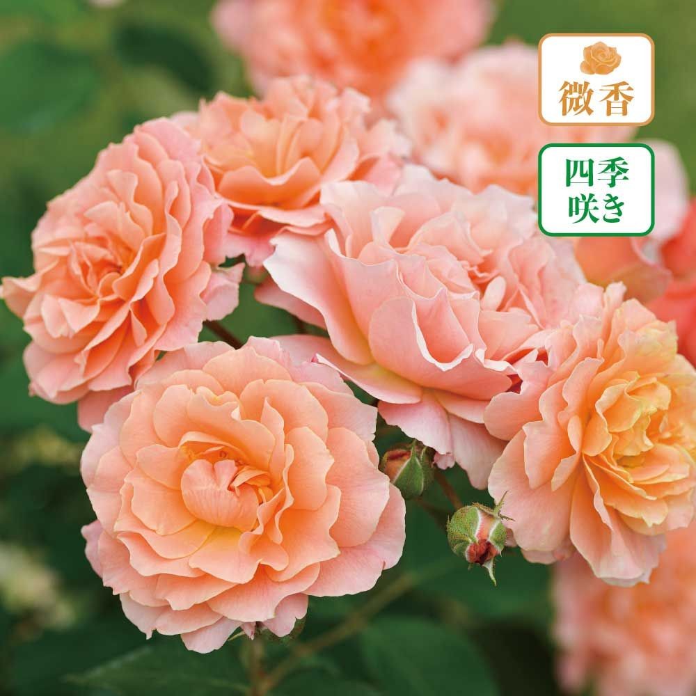 【店頭受取　予約商品】ボルデュールアプリコ, アプリコット〜オレンジ, 6cm