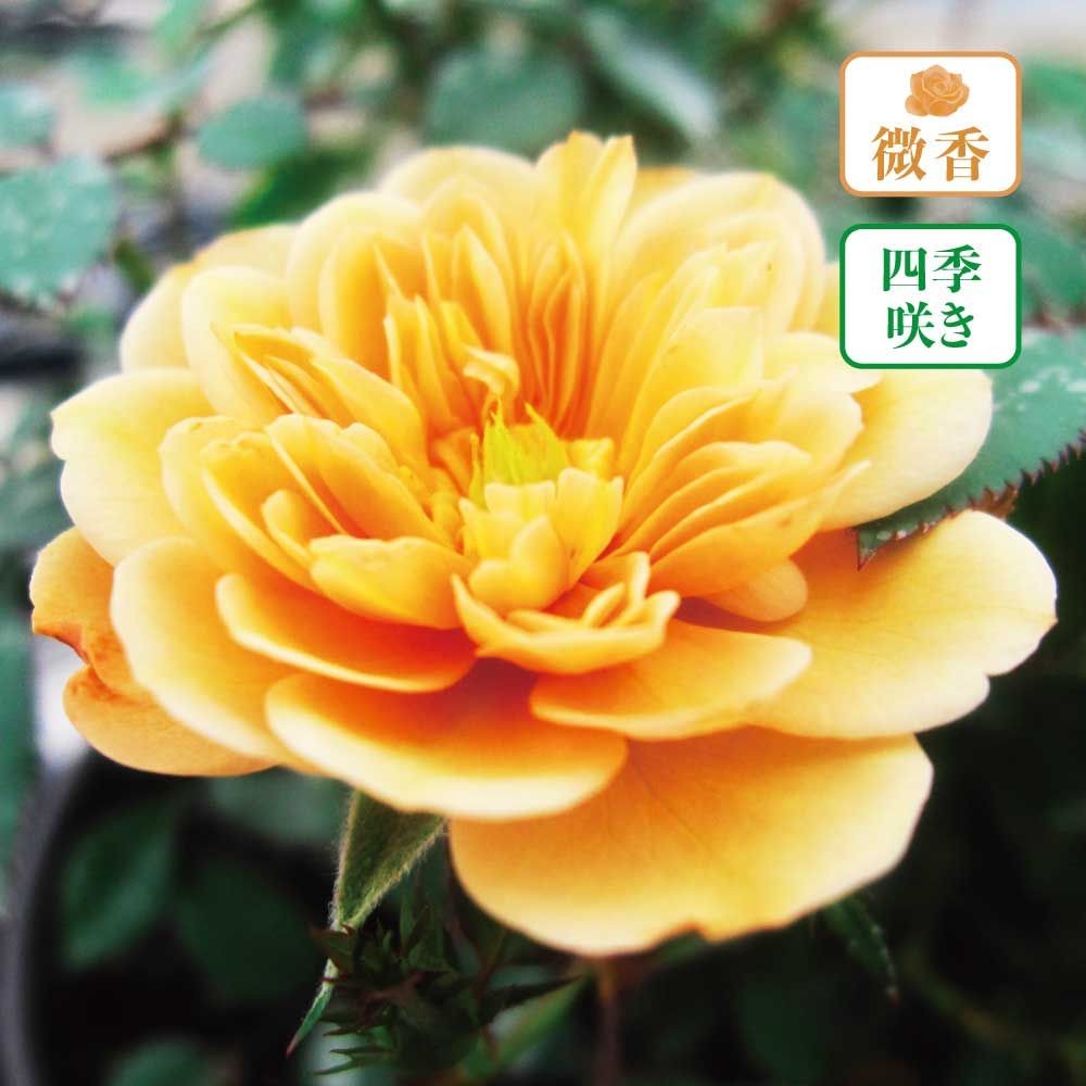 【店頭受取　予約商品】モカ, ベージュがかったクリーム色, 5cm