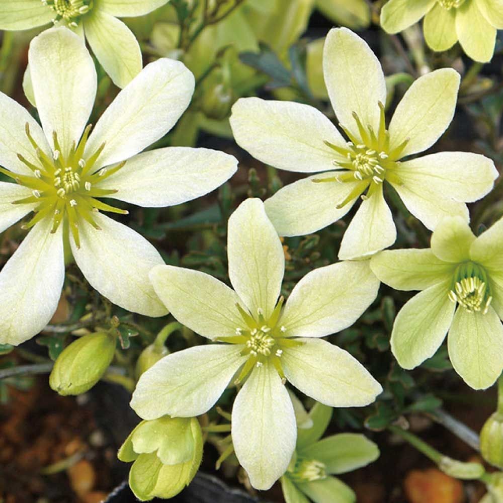 【店頭受取　予約商品】ピクシー, 黄緑, 3cm