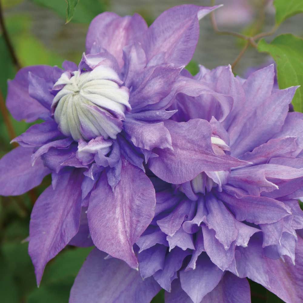 【店頭受取　予約商品】クレマチス苗 ディアマンティナ, 紫, 4号鉢