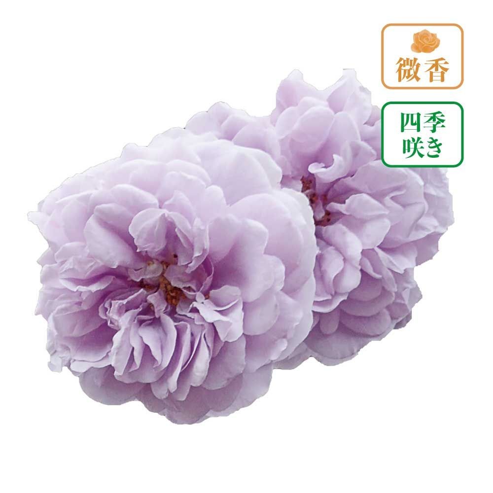 【店頭受取　予約商品】バラ苗 レイニー ブルー, 藤色, 6号鉢