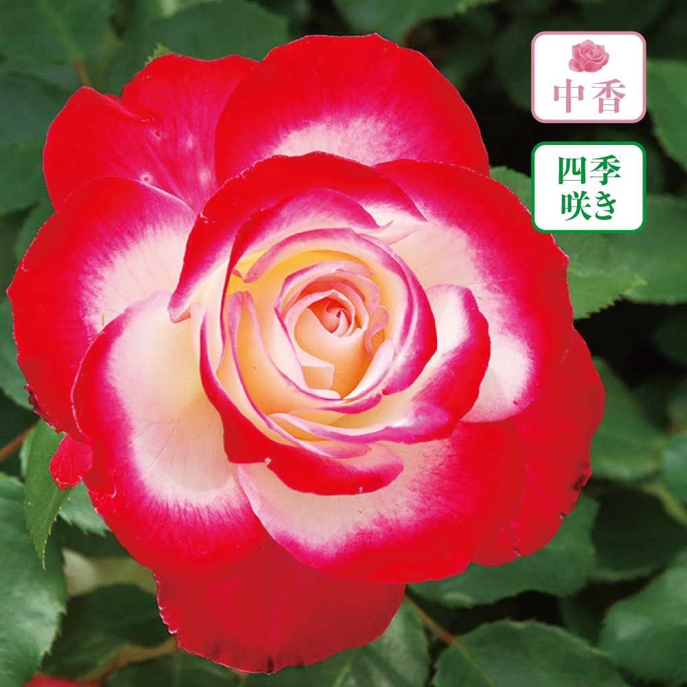 【店頭受取　予約商品】ジュビレ デュ プリンス ドゥ モナコ, 白に赤の覆輪, 8cm