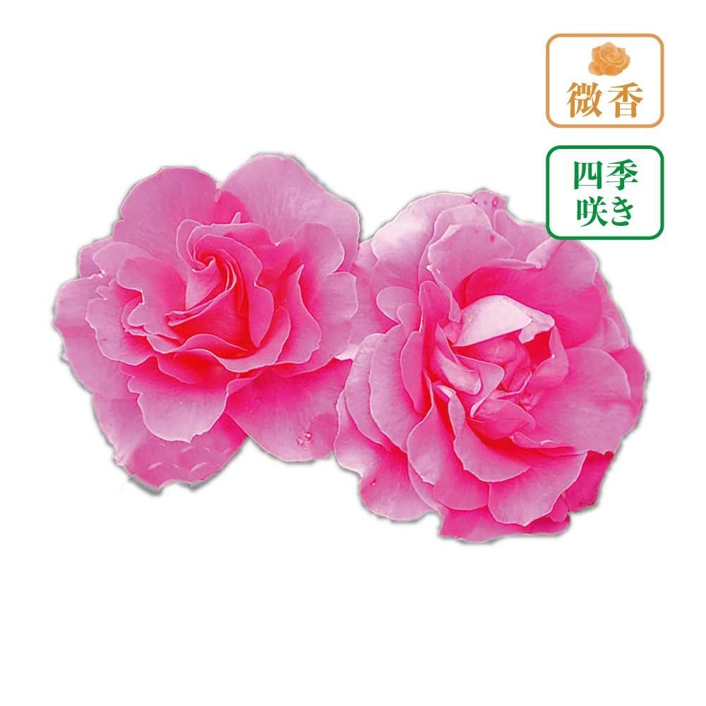 【店頭受取　予約商品】ローズうらら, ショッキングピンク, 8〜10cm