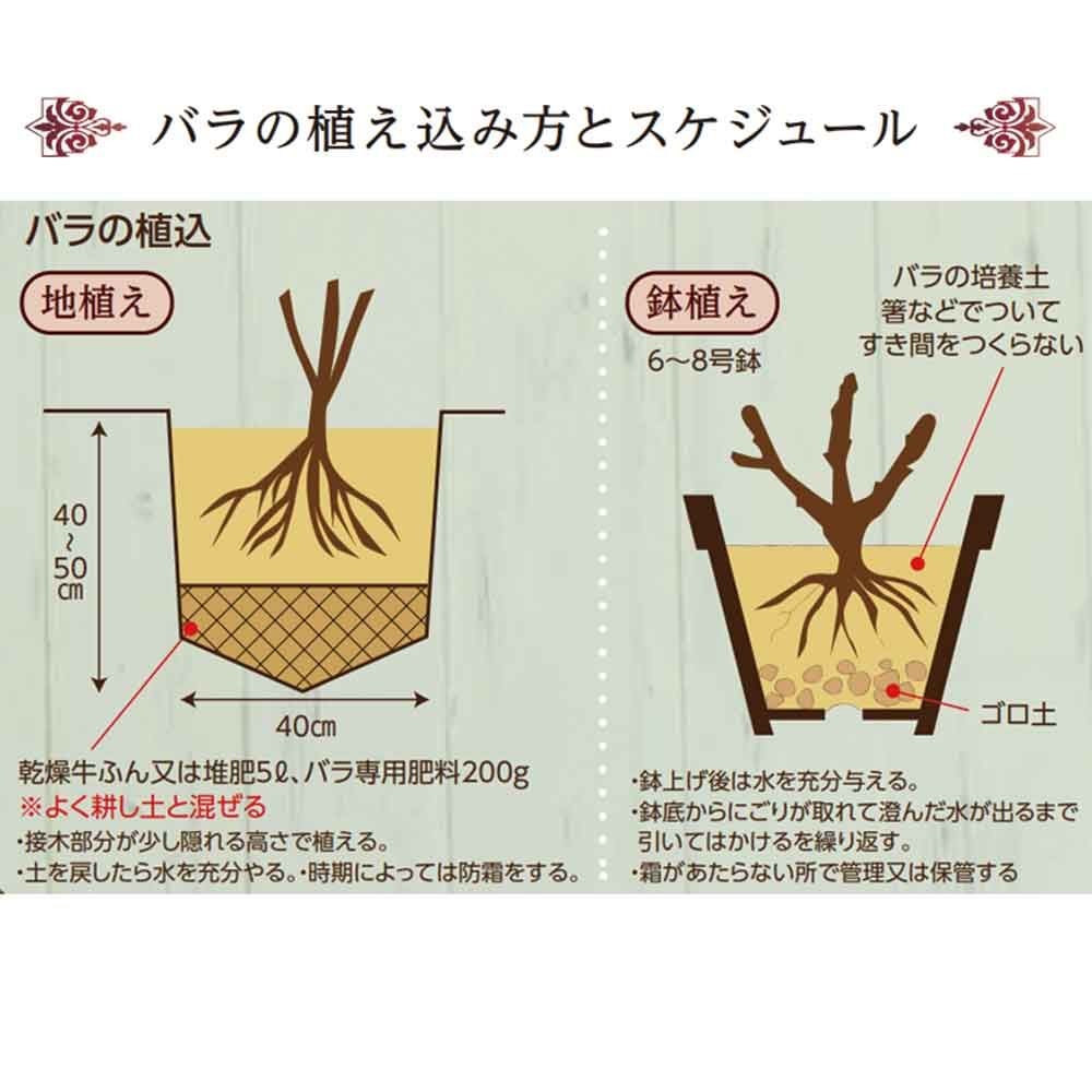 【店頭受取　予約商品】バラ苗 レヨンドゥソレイユ, 黄, 6号鉢