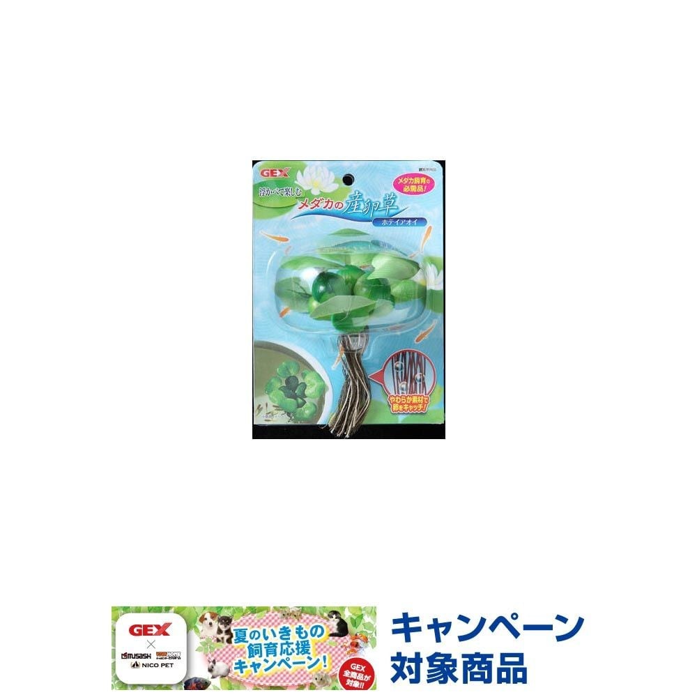 メダカの産卵草　ホテイアオイ, -, -
