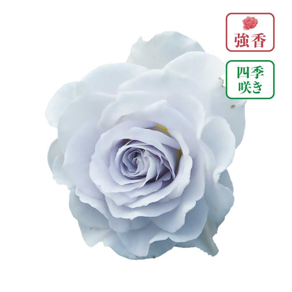 【店頭受取　予約商品】ブルーグラヴィティ, 青藤色, 7〜8cm