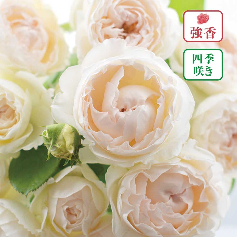 【店頭受取　予約商品】ミエル ドゥ フォレ, クリームホワイトにピンクがかかる, 7〜8cm