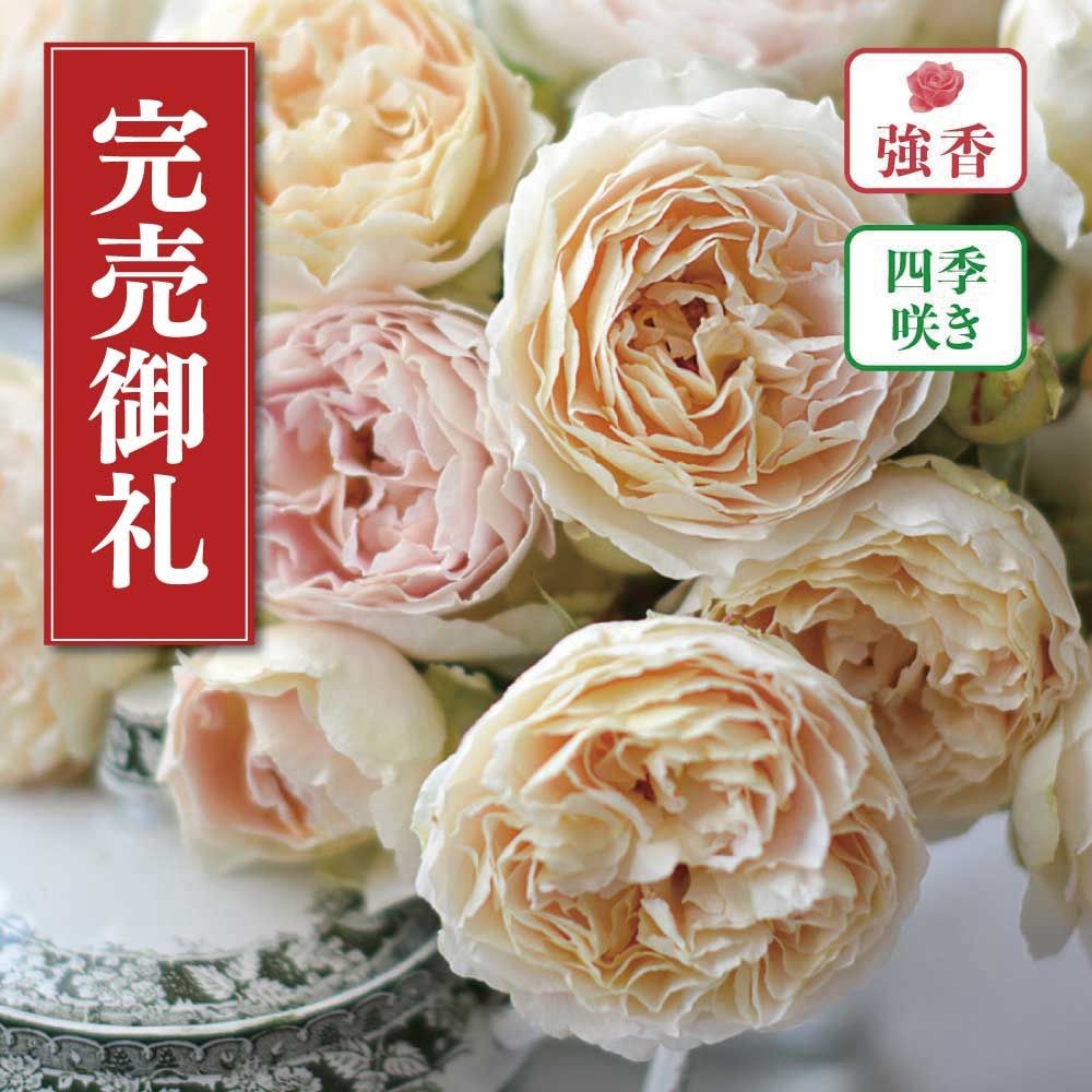 【店頭受取　予約商品】バラ苗 アンヌ