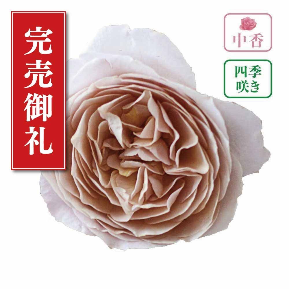 【店頭受取　予約商品】バラ苗 パニエ