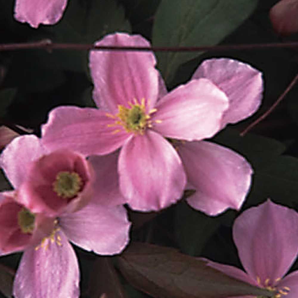 【店頭受取　予約商品】Ｍ・ルーベンス, ピンク, 5〜7cm