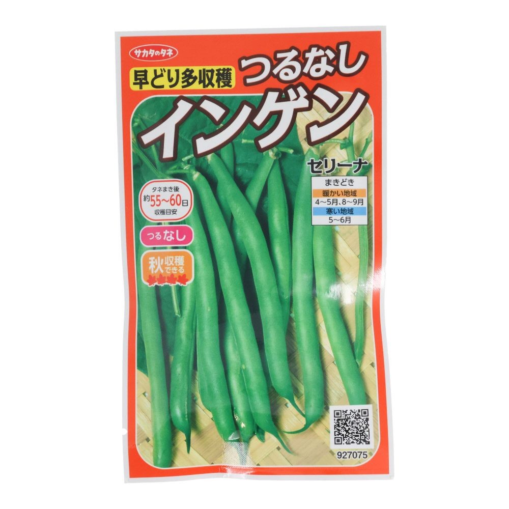 早どりつるなしインゲン　セリーナ, インゲン, 30ml
