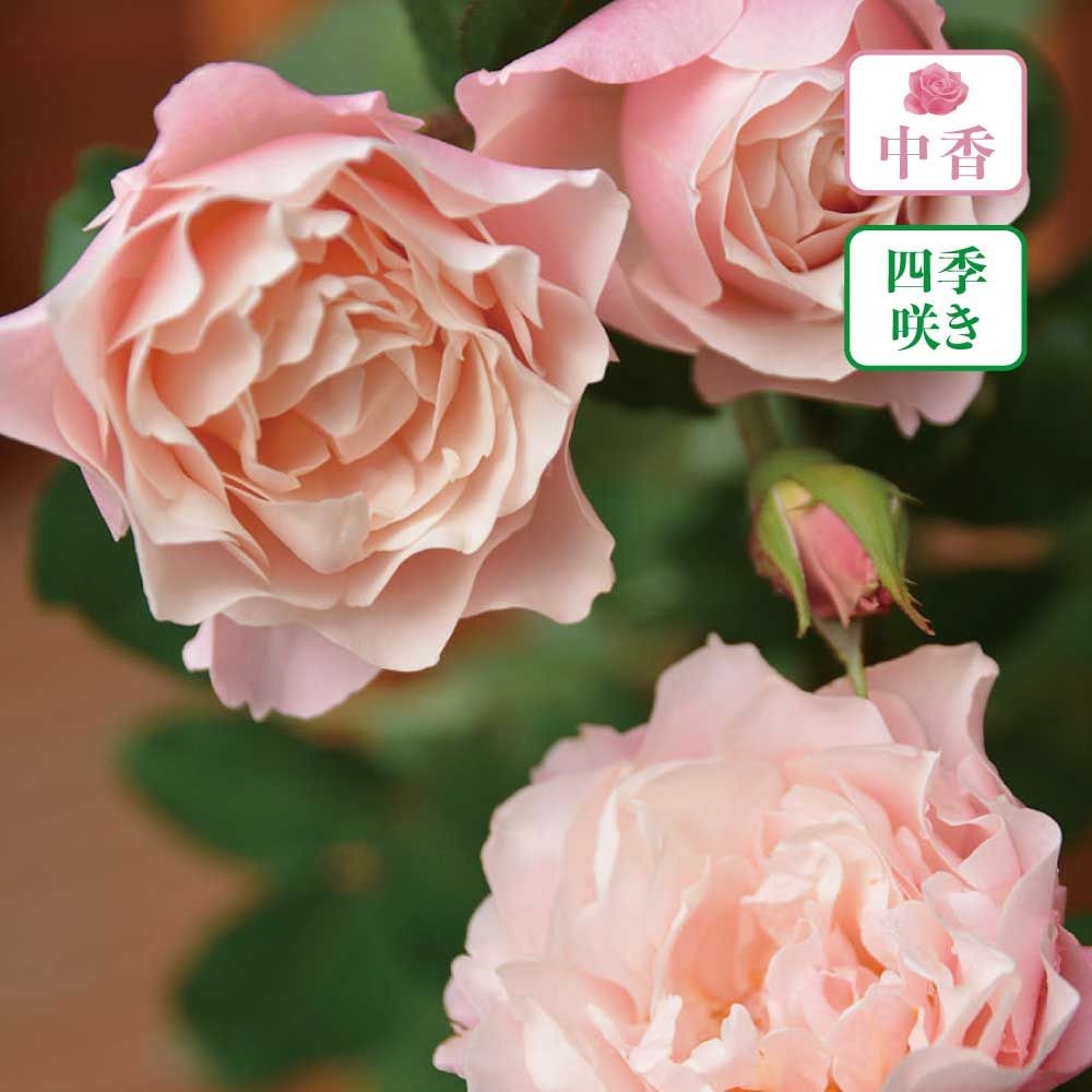 【店頭受取　予約商品】ダフネ, 薄ピンク〜グリーン, 6cm