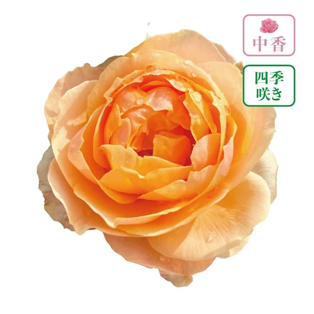 【店頭受取　予約商品】バラ苗 スイートシフォン, 深いアプリコット, 6号鉢