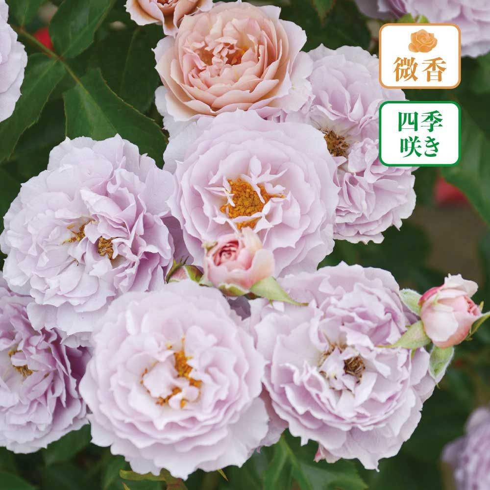 【店頭受取　予約商品】バラ苗 シャーウッド, ベージュ, 6号鉢