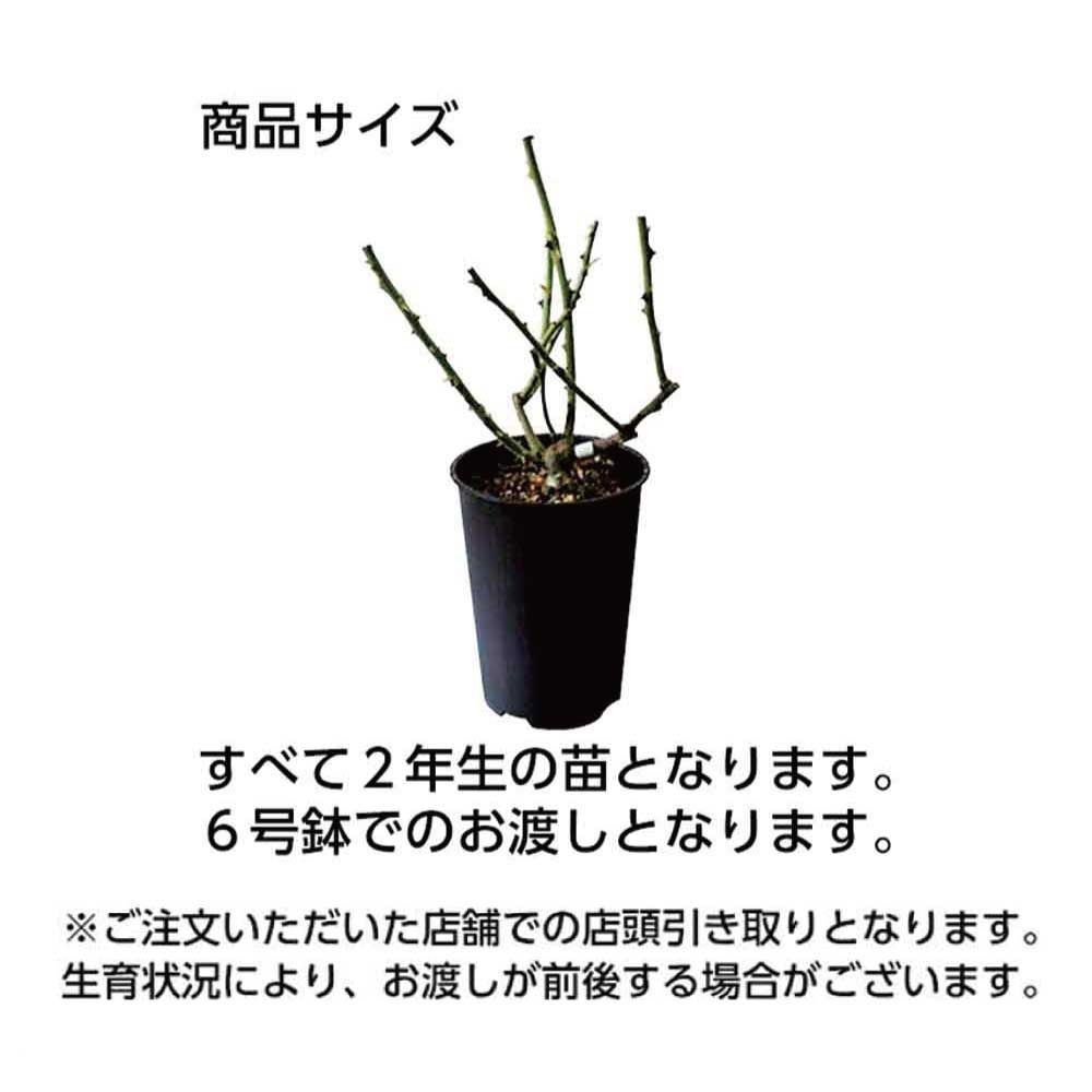 【店頭受取　予約商品】バラ苗 カインダブルー, モーブ, 6号鉢