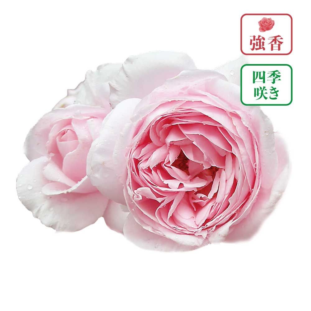 【店頭受取　予約商品】ナエマ, ソフトピンク, 8〜10cm