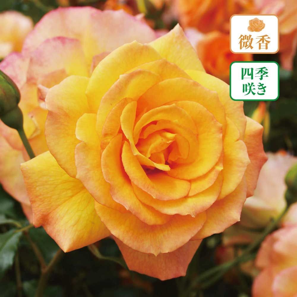 【店頭受取　予約商品】サハラ’98, 黄〜オレンジ, 7〜8cm